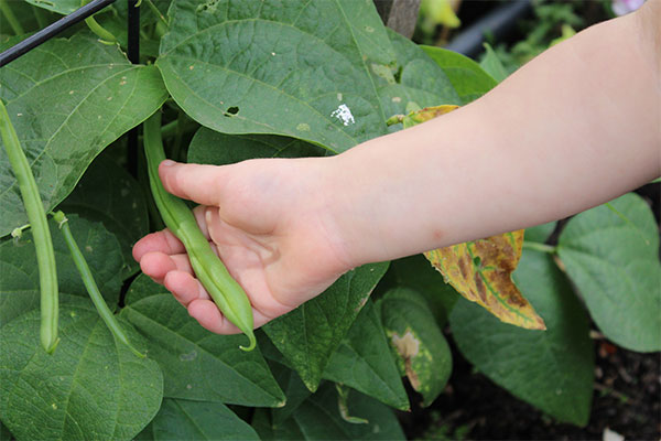 child picking a bean